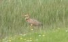 Purple Heron at Wat Tyler Country Park (Steve Arlow) (53172 bytes)